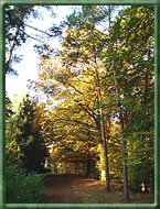 Waldweg am Moderfitzsee