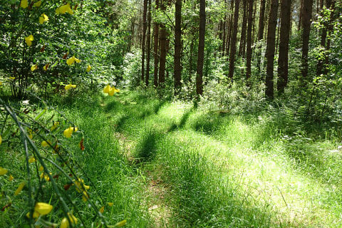 Ferienwohnungen, ferien in Brandenburger Seen Landschaften